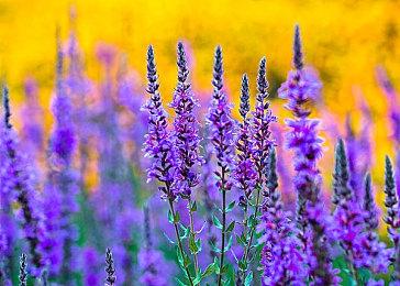 日本人口嫌体正直？ 实体版《刺客信条：影》日本亚马逊销量超《双影奇境》